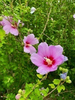 IMG_4817xxx.jpg